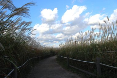 Miscanthus Sinensis ile dolu bir sonbahar günü