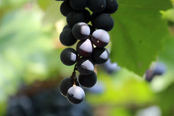 Grape Clusters Getting Ripe — Stock Photo, Image