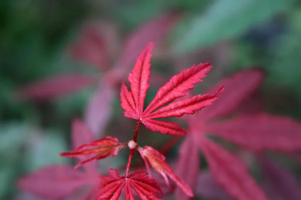 Листья Красного Клена — стоковое фото