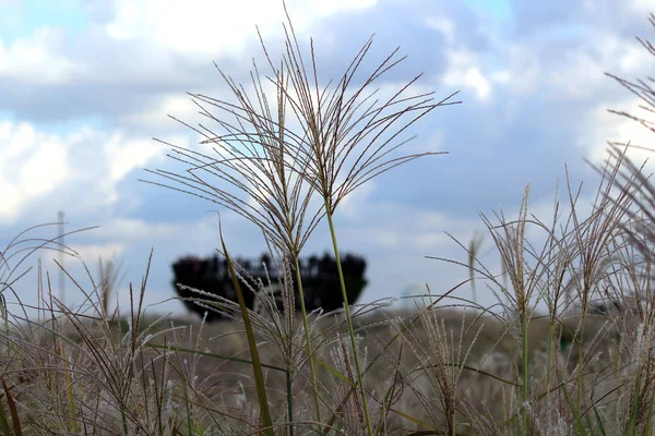 Miscanthus Sinensis ile dolu bir sonbahar günü