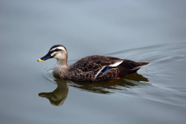 Ördek suda yüzüyor.