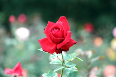 Güzel açan bir gül.