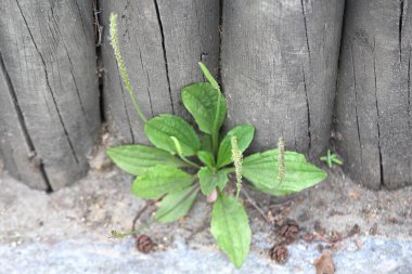 Yabani otların dayanıklılığı