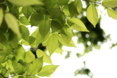 İlkbaharda açan taze yapraklar.