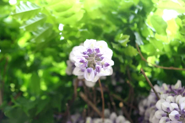 Appearance Drooping Wisteria Flower — Stock Photo, Image