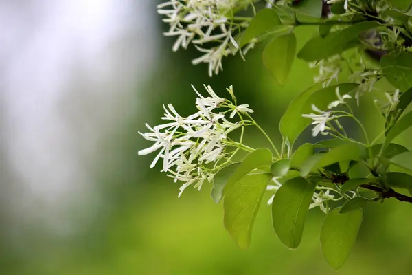 Çiçekler baharda açtı.
