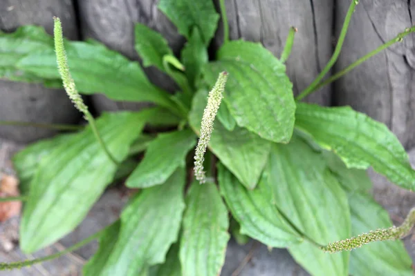 Yabani otların dayanıklılığı