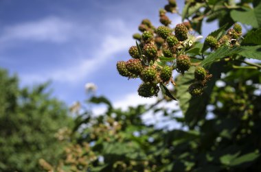 Mavi gökyüzü arka plan üzerinde yeşil ahududu
