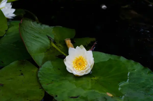 Lys blanc dans l'eau sur le lac — Photo