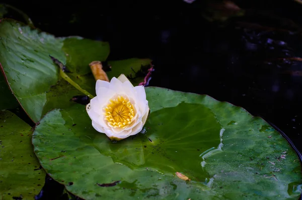 Lys blanc dans l'eau sur le lac — Photo