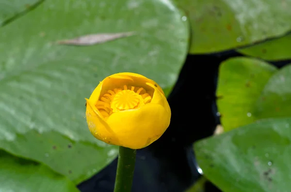 Gul blomma av lily och gröna blad — Stockfoto