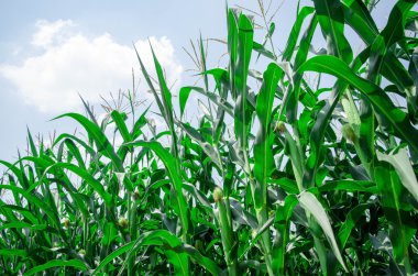 Taze unpicked Mısır satır. Mısır alan