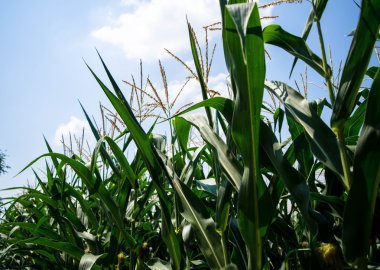 Taze unpicked Mısır satır. Mısır alan