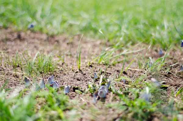 Muitas borboletas azuis sentadas no chão na grama — Fotografia de Stock