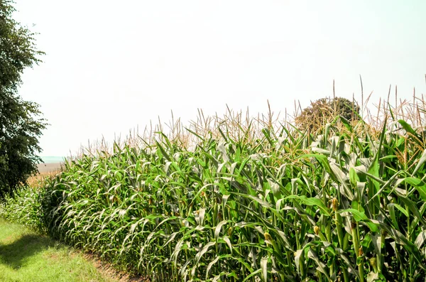 Row of fresh unpicked corn. Corn field