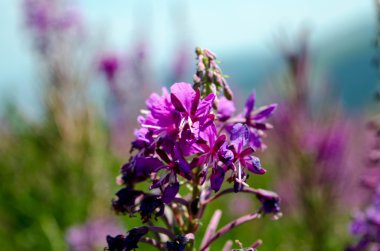 Tarlada soyut mor çiçekler