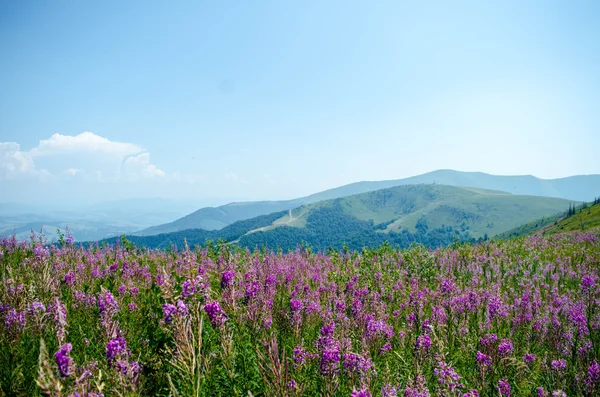 山の中の明るいピンクの野の花. — ストック写真
