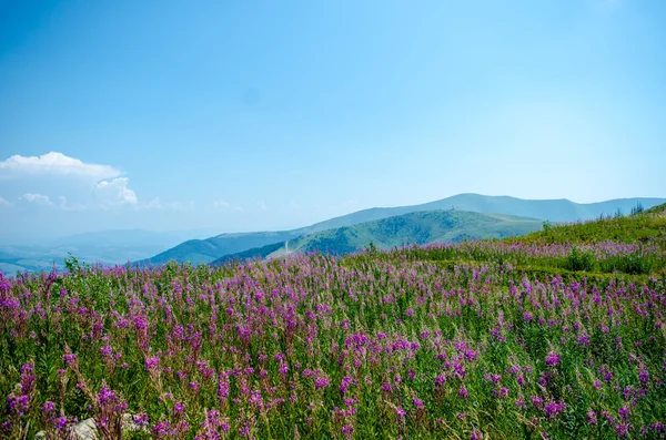 Dağlarda çiçekler parlak pembe alan. — Stok fotoğraf