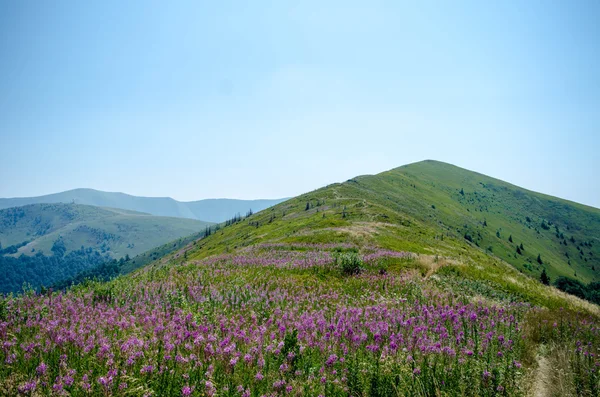 山の中の明るいピンクの野の花. — ストック写真