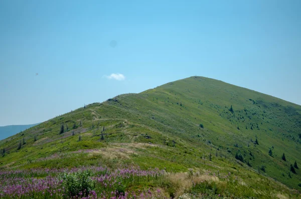 Krajobraz lato Karpaty z zielonym słoneczny wzgórza wi — Zdjęcie stockowe