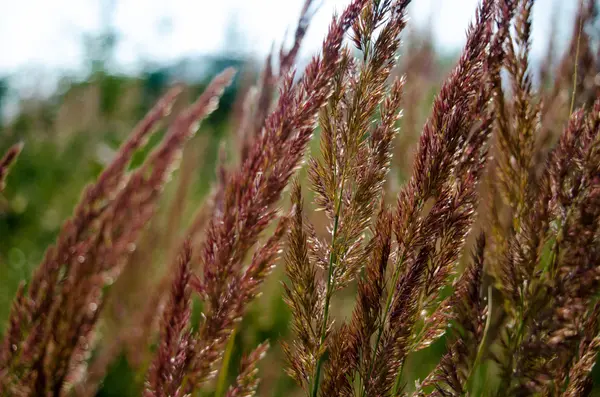 Sommar gräs äng närbild — Stockfoto