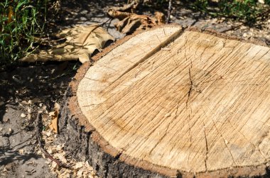 Kesilen daire ağaç arka plan