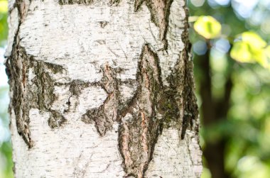 huş kabuğu dokusu arka plan kağıdı