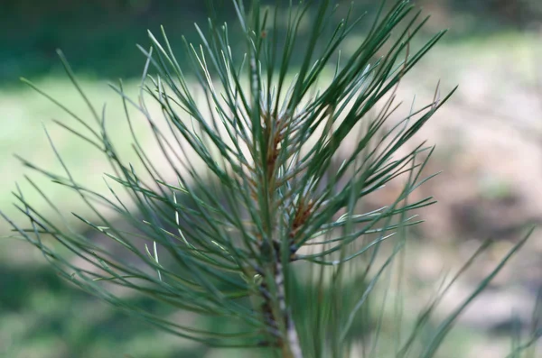 Green branch pine in green background — Stock Photo, Image