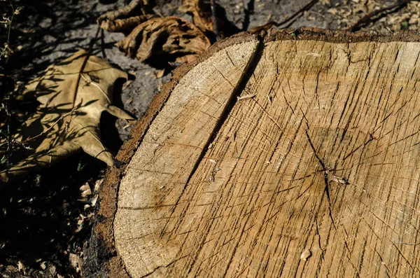 Arrière-plan de l'arbre cercle tronqué — Photo