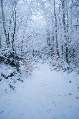 Karlı kış ormanı 