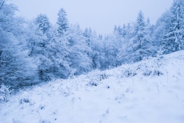 Karlı kış ormanı 