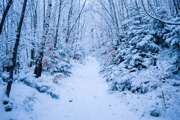 Winterwald mit Schnee — Stockfoto