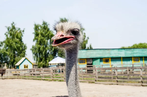 Ostrich head close up at the ostrich farm. Ostrich or type is on — Stock Photo, Image