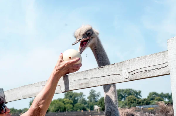 Ostrich looking at the ostrich eggs at the ostrich farm — Stock Photo, Image