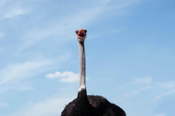 Ostrich head close up at the ostrich farm. Ostrich or type is on — Stock Photo, Image