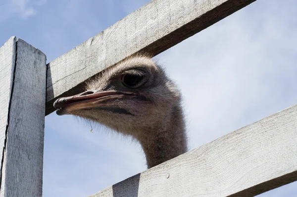 Ostrich head close up at the ostrich farm. Ostrich — Stock Photo, Image
