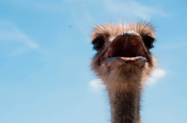 Ostrich head close up at the ostrich farm. Ostrich or type is on — Stock Photo, Image
