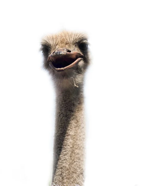 Ostrich head close up isolated on white — Stock Photo, Image