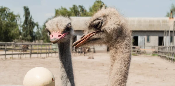 Two ostriches looking at the ostrich eggs at the ostrich farm — Stock Photo, Image