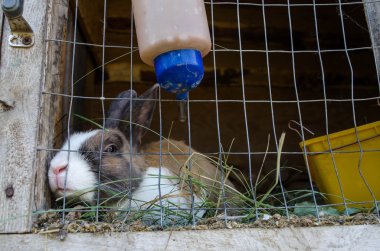 güneşli bir kafeste gri tavşan