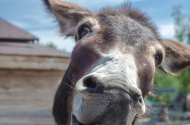 Komik eşek bir Picture ahşap çit üzerinden bir çiftlikte yeme