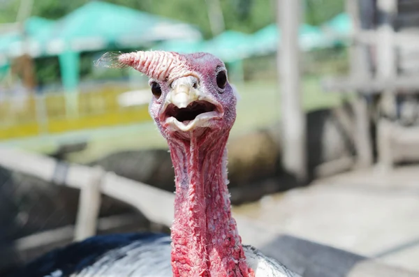Portrait of Dindon Rouge des Ardennes turkey at the farm — Stock Photo, Image