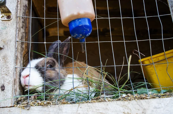 Gray rabbit in cage on a sunny day — Stock Photo, Image