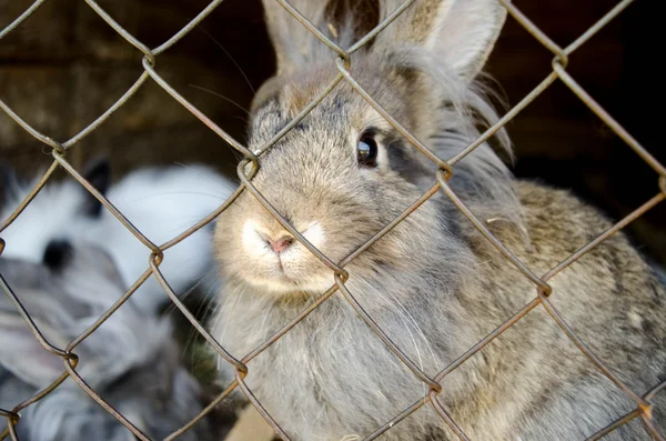 Gray rabbit in cage on a sunny day
