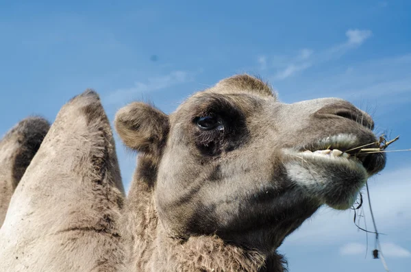 En kamel tuggar på en massa gräs på blå himmel bakgrund — Stockfoto
