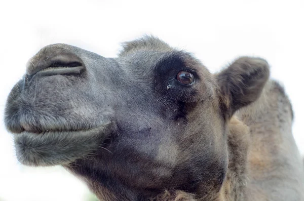 Cabeça de camelo isolada sobre fundo branco — Fotografia de Stock
