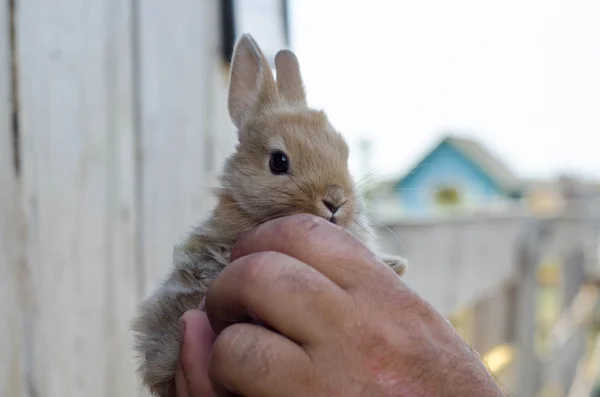 Man holding small rabbit in his hands