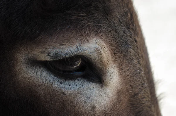 Eye of a donkey close up — Stock Photo, Image