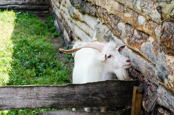 White goat with big horns at a farm — Stock Photo, Image