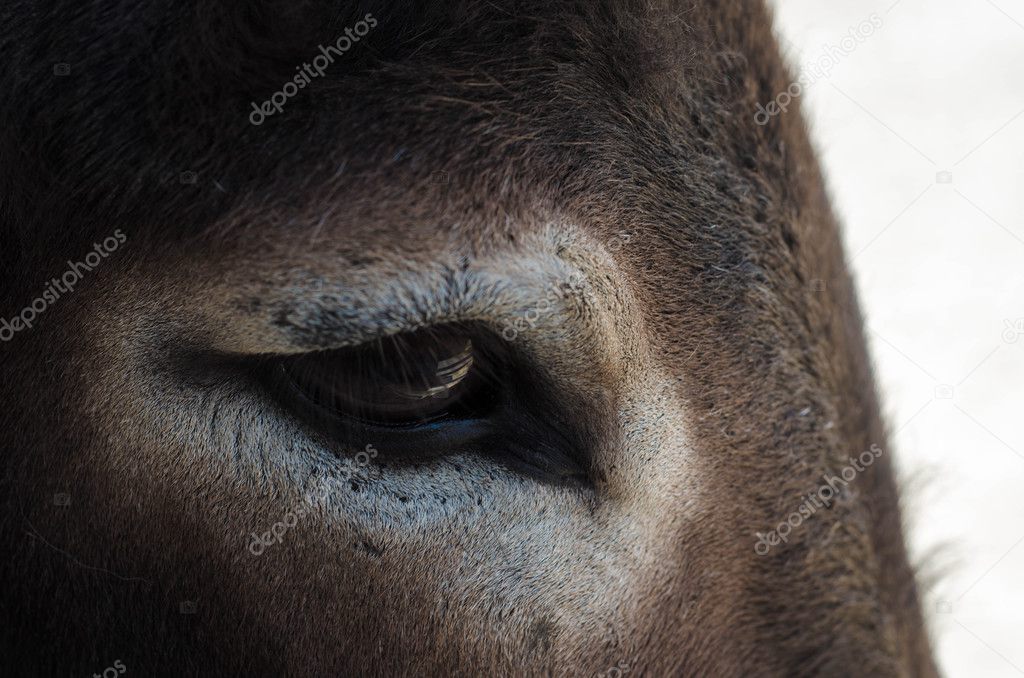 Eye of a donkey close up